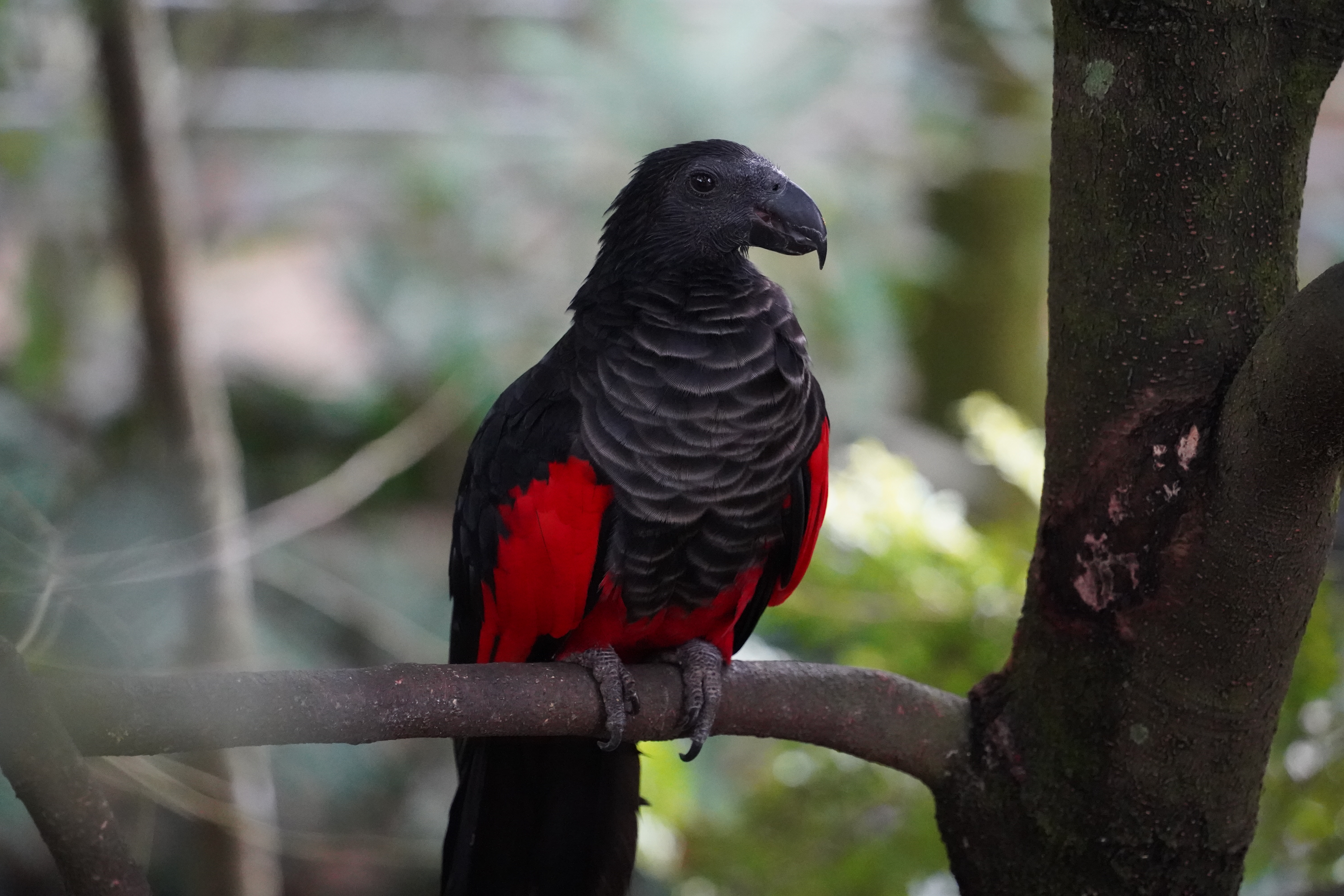A photo of a black bird in Bird Paradise.