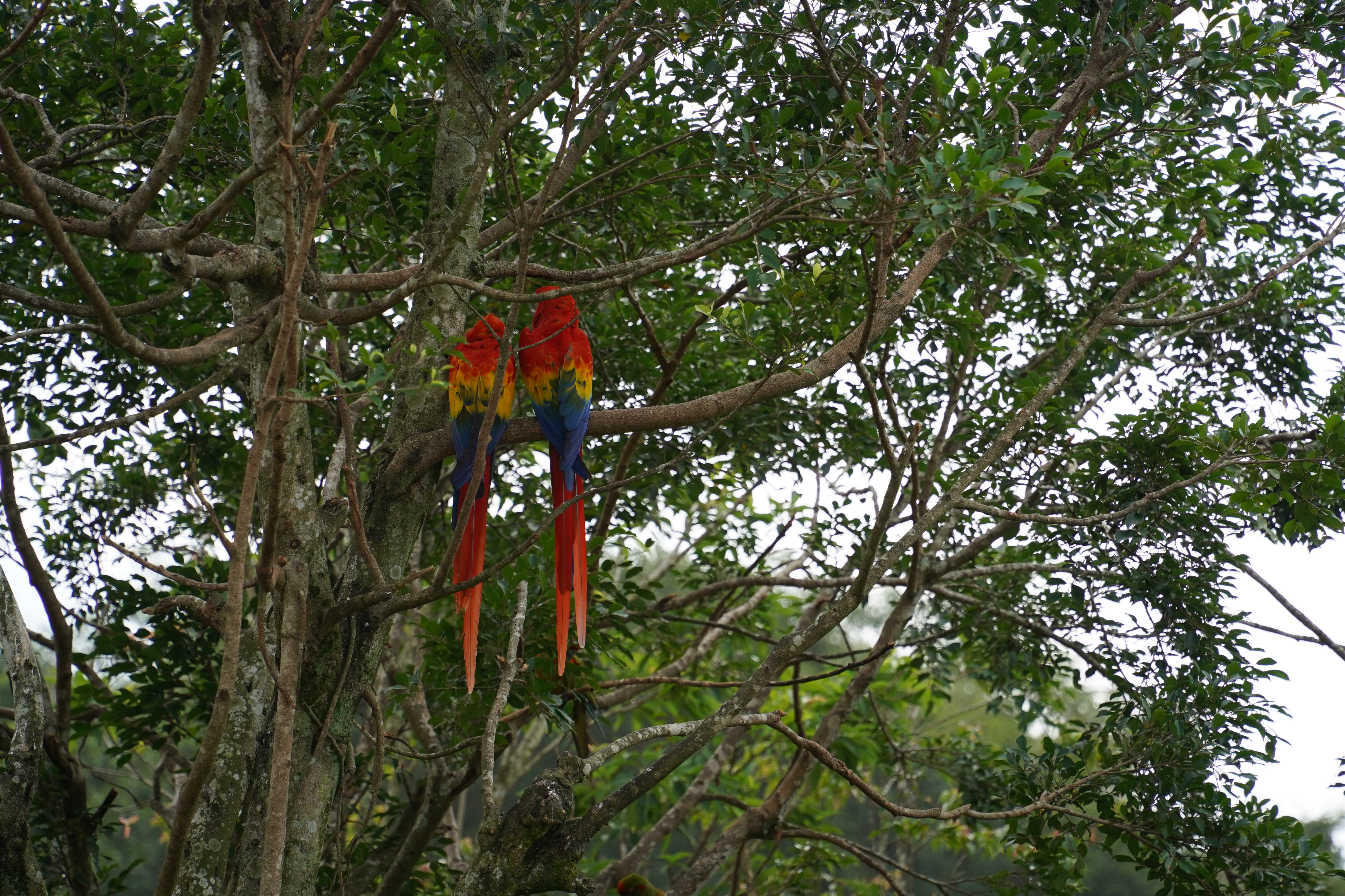 A photo of two Macaws in Bird Paradise.
