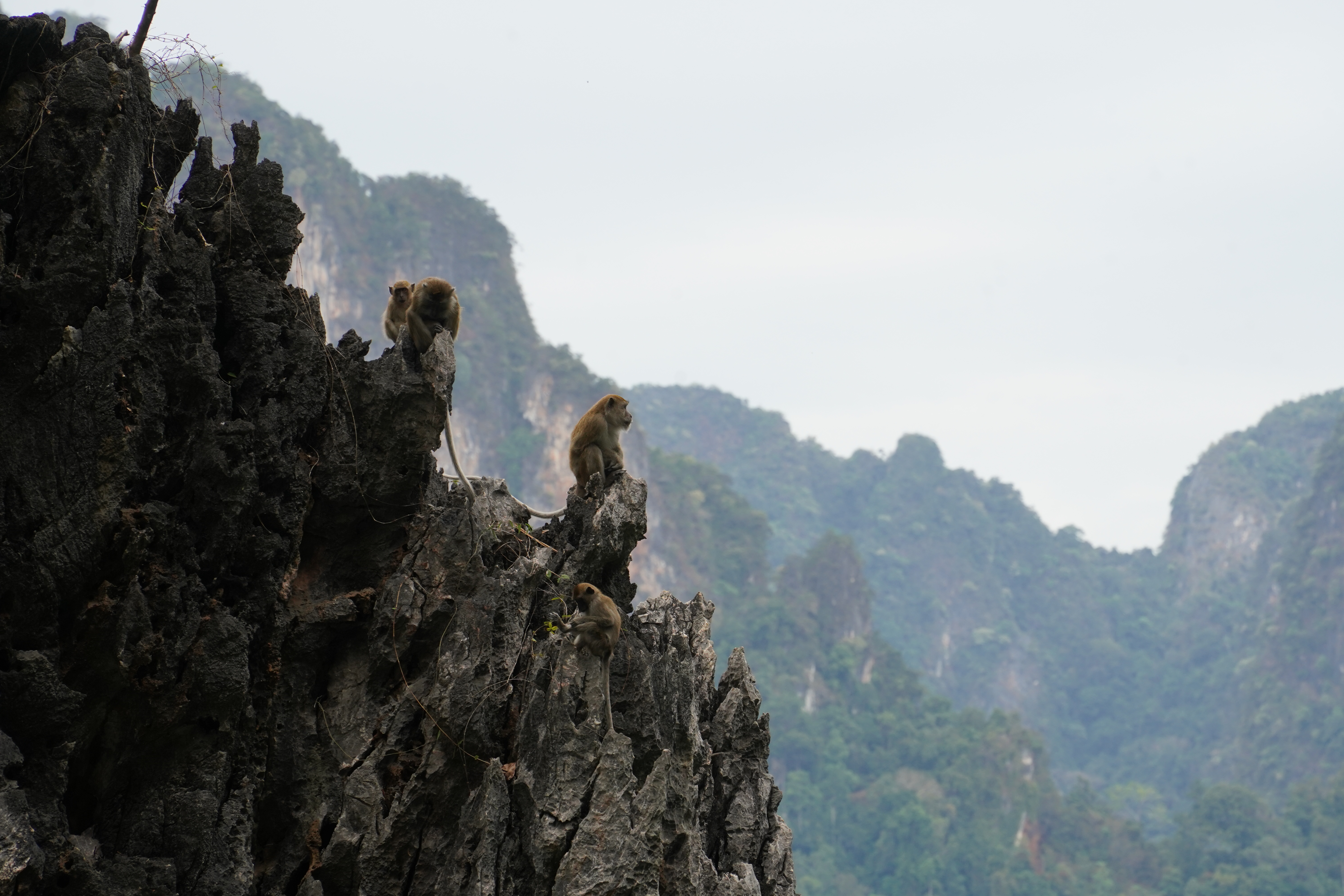 A photo of some monkeys on a rock in Khao Sok National Park.